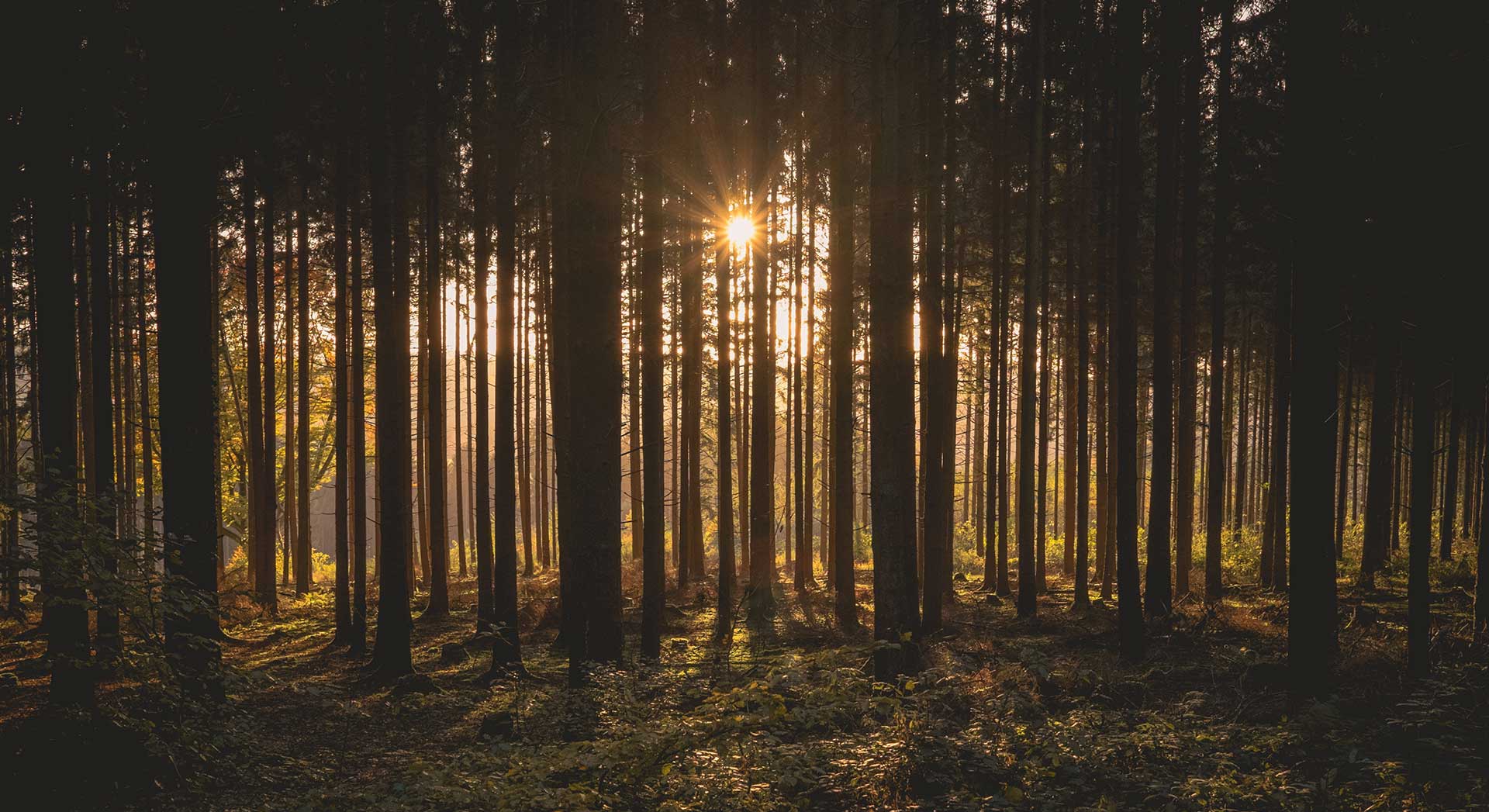 Tall skinny trees in a forest with the sunrise coming through the trees